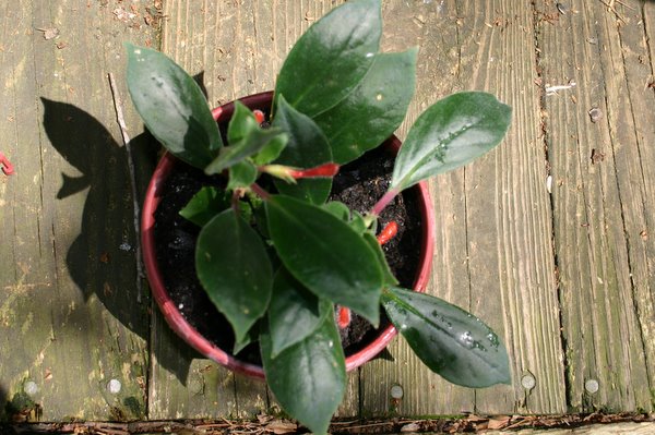 http://www.cloudjungle.com/CloudJungle/Gesneriaceae/Nematanthus/Nematanthus fissus.jpg